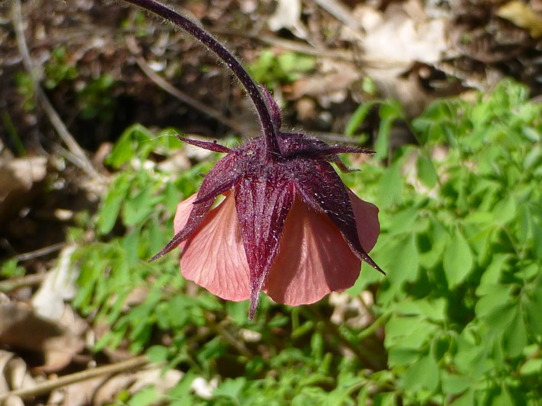 Geum rivale 'Leonard's Variety' en fleurs dans un sous-bois humide